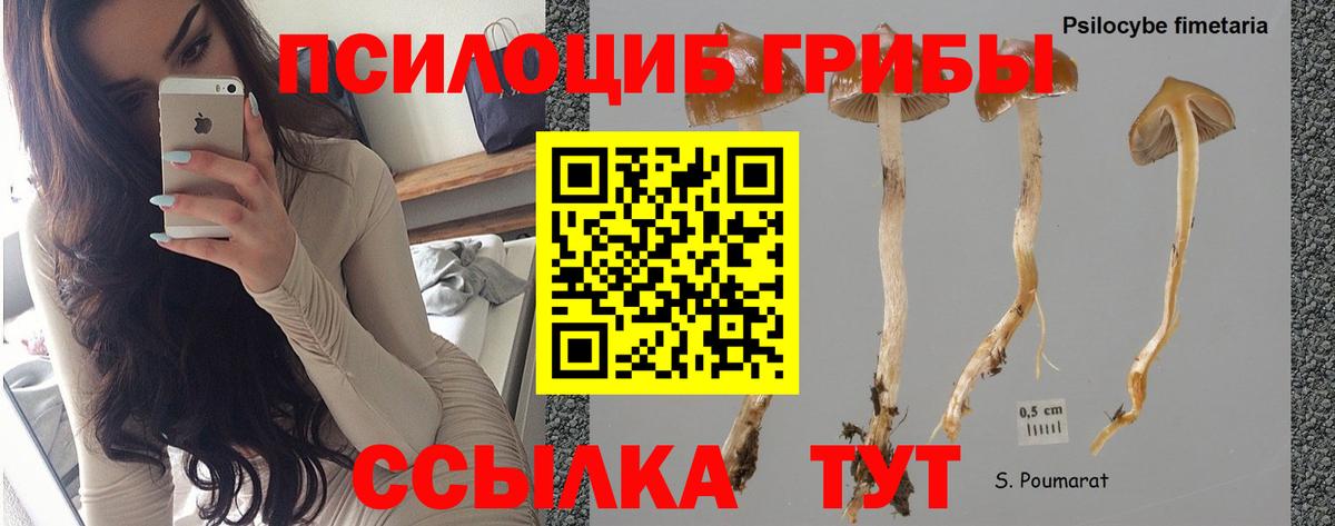 Астрахань  Галлюциногенные грибы Psilocybe  Вход с VPN 